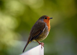 Trust in The Lord - His Love Song to Me